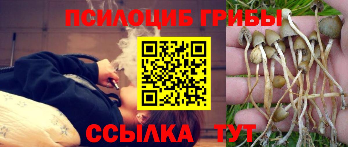 Псилоцибиновые грибы Psilocybine cubensis Волоколамск